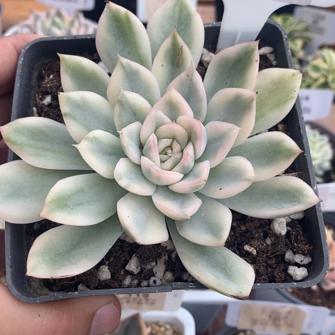 80月亮仙子锦大单头