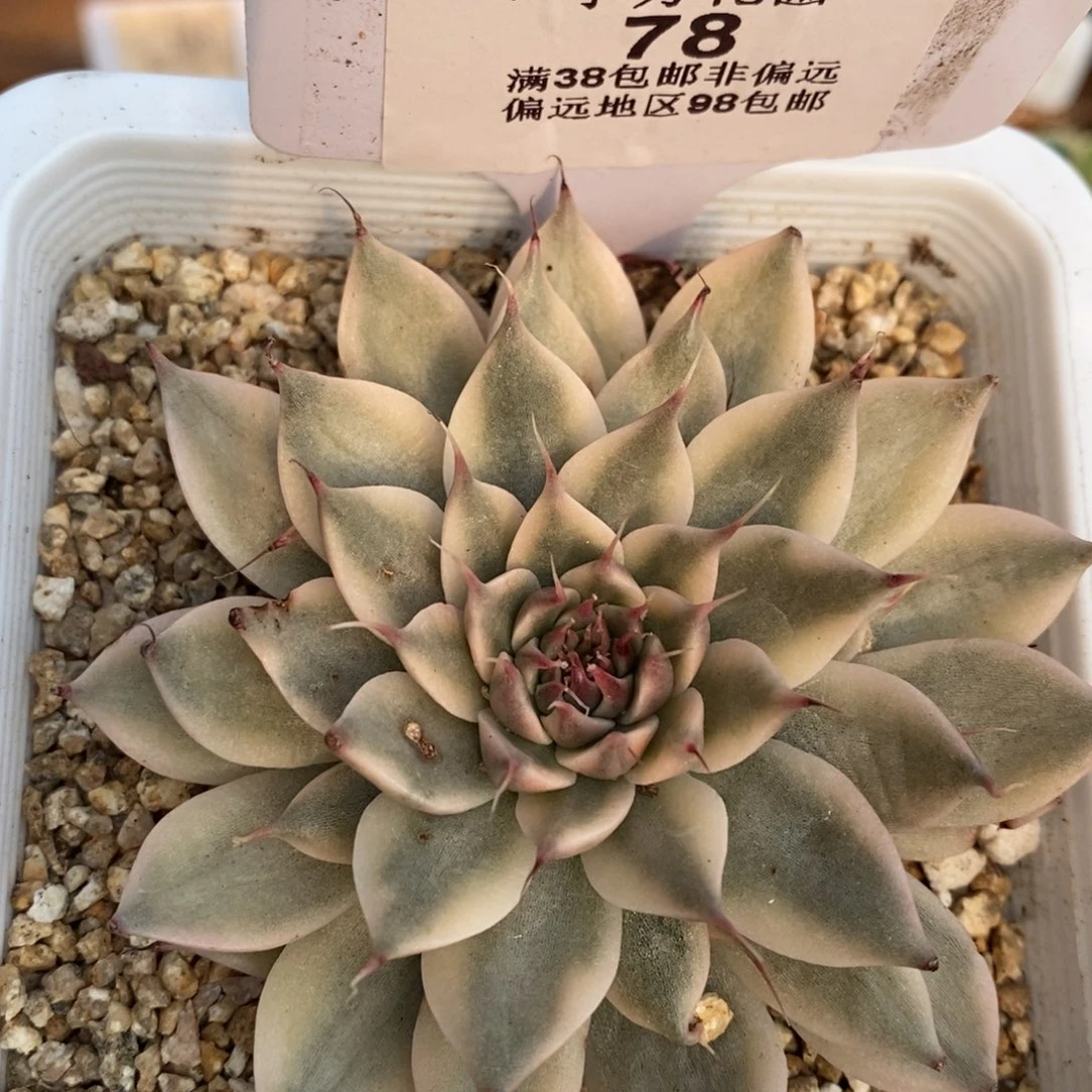 78银星锦单头带根