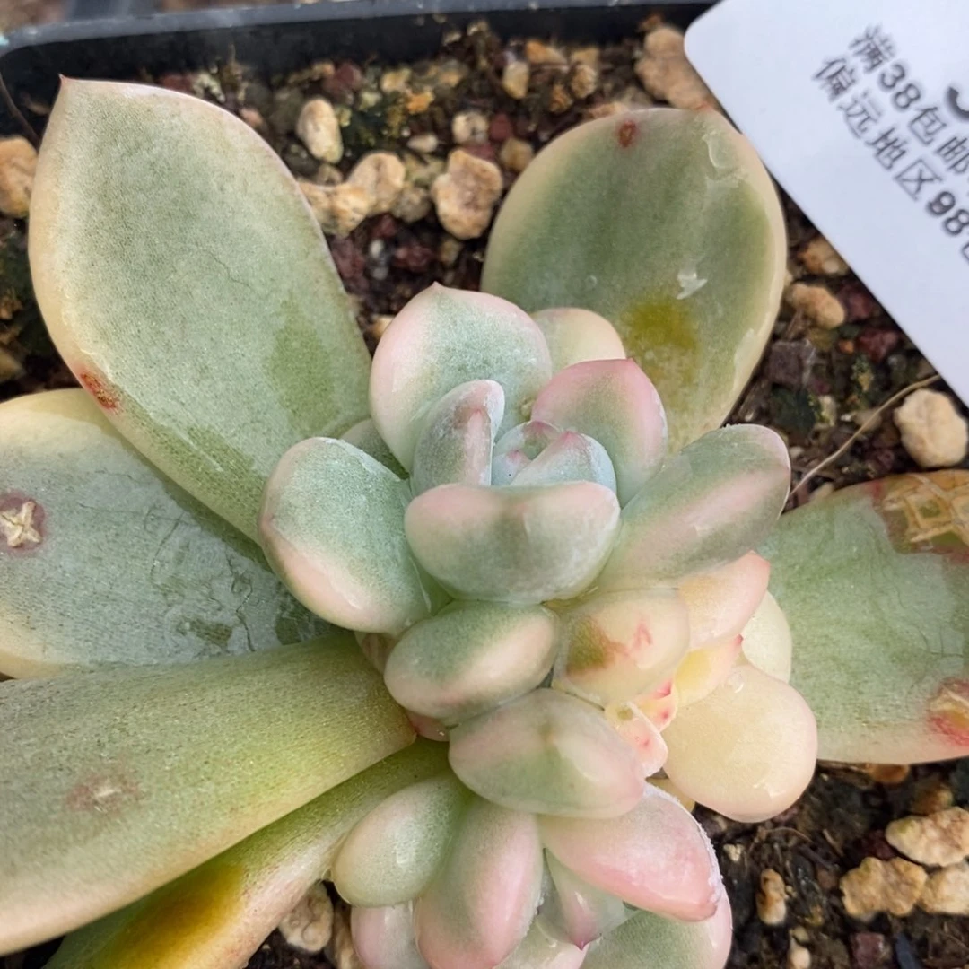 378梦露锦双头福伦带缀化