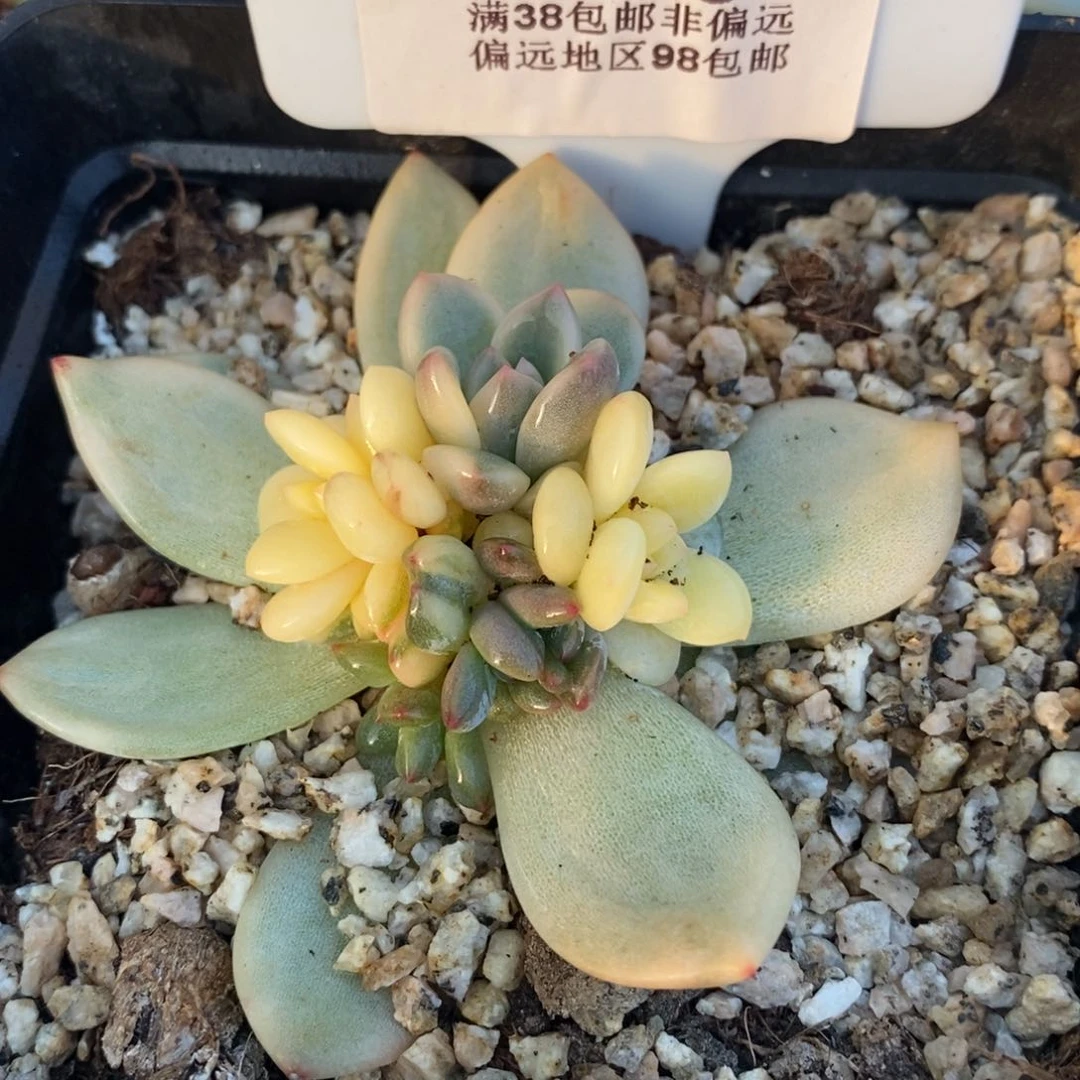 栀****7145梦露锦底座小群寄养