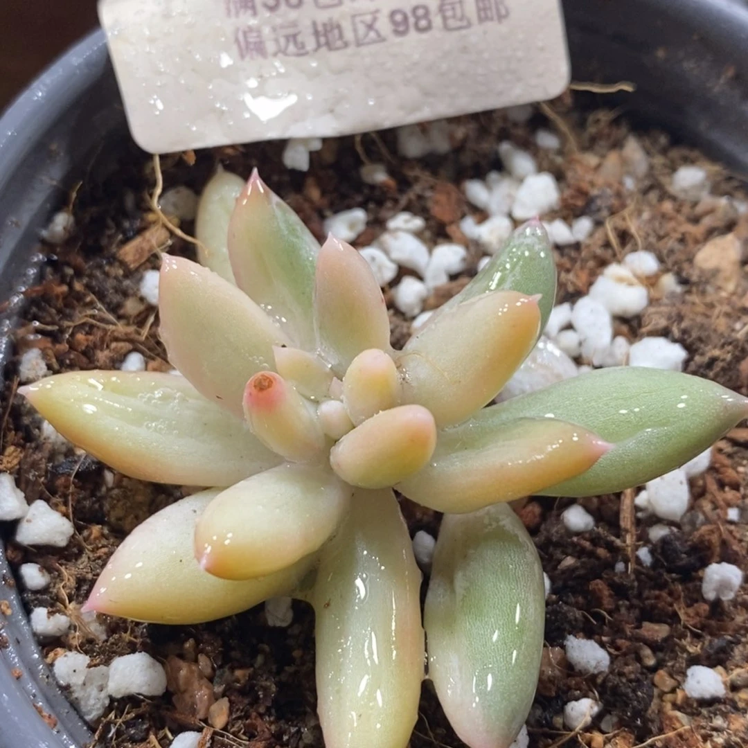 671所罗门锦福伦锦