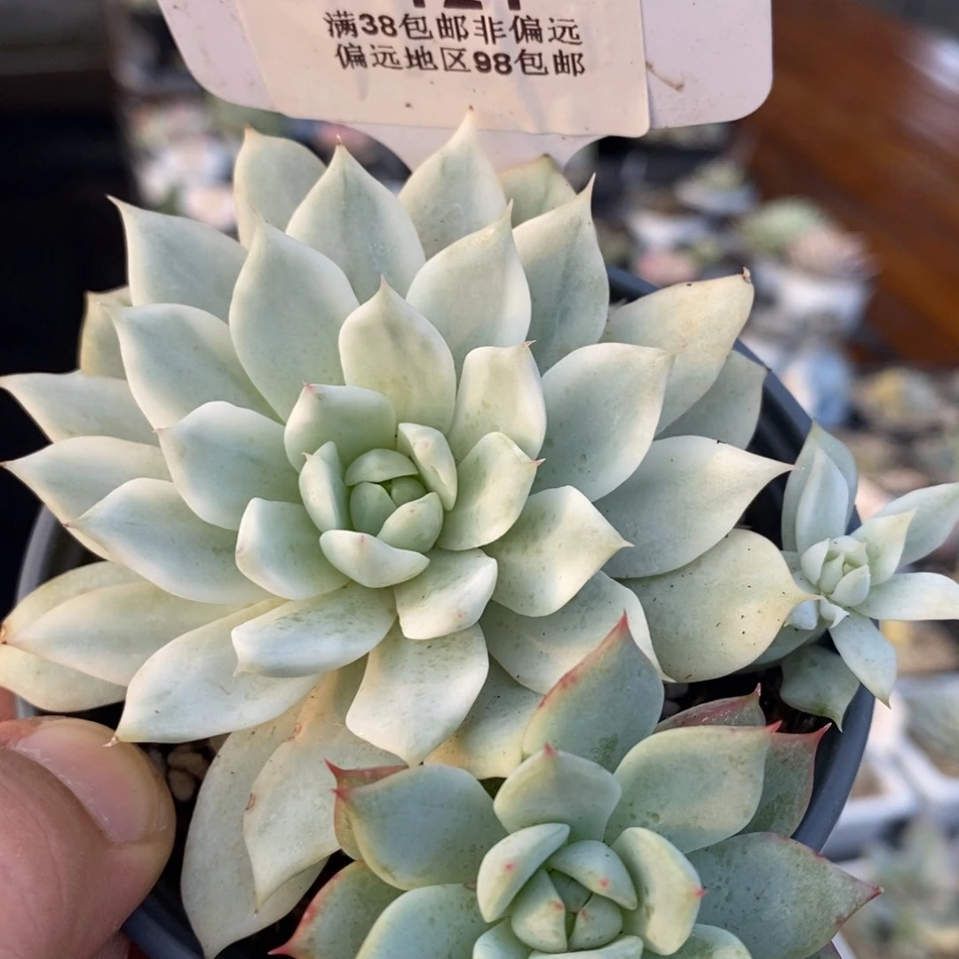 121小群tp锦单头带根