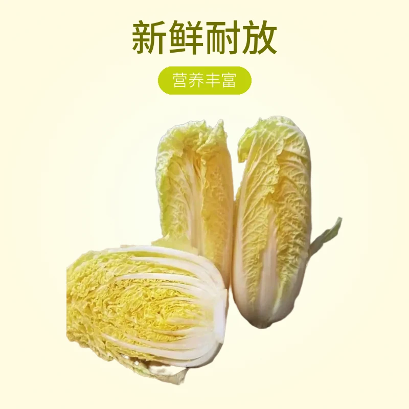 河南露天种植新鲜现挖现发奶油黄心娃娃菜l绿色蔬菜健康五斤装，