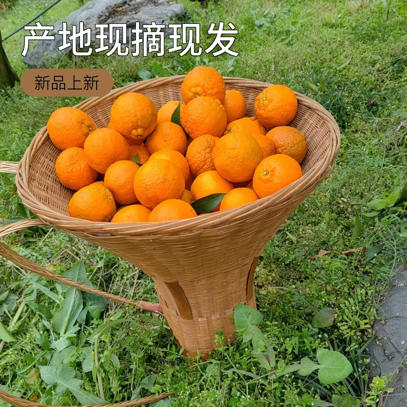 长阳正宗春碰柑清江碰柑应季鲜果自家果园现摘现发新鲜包邮到家