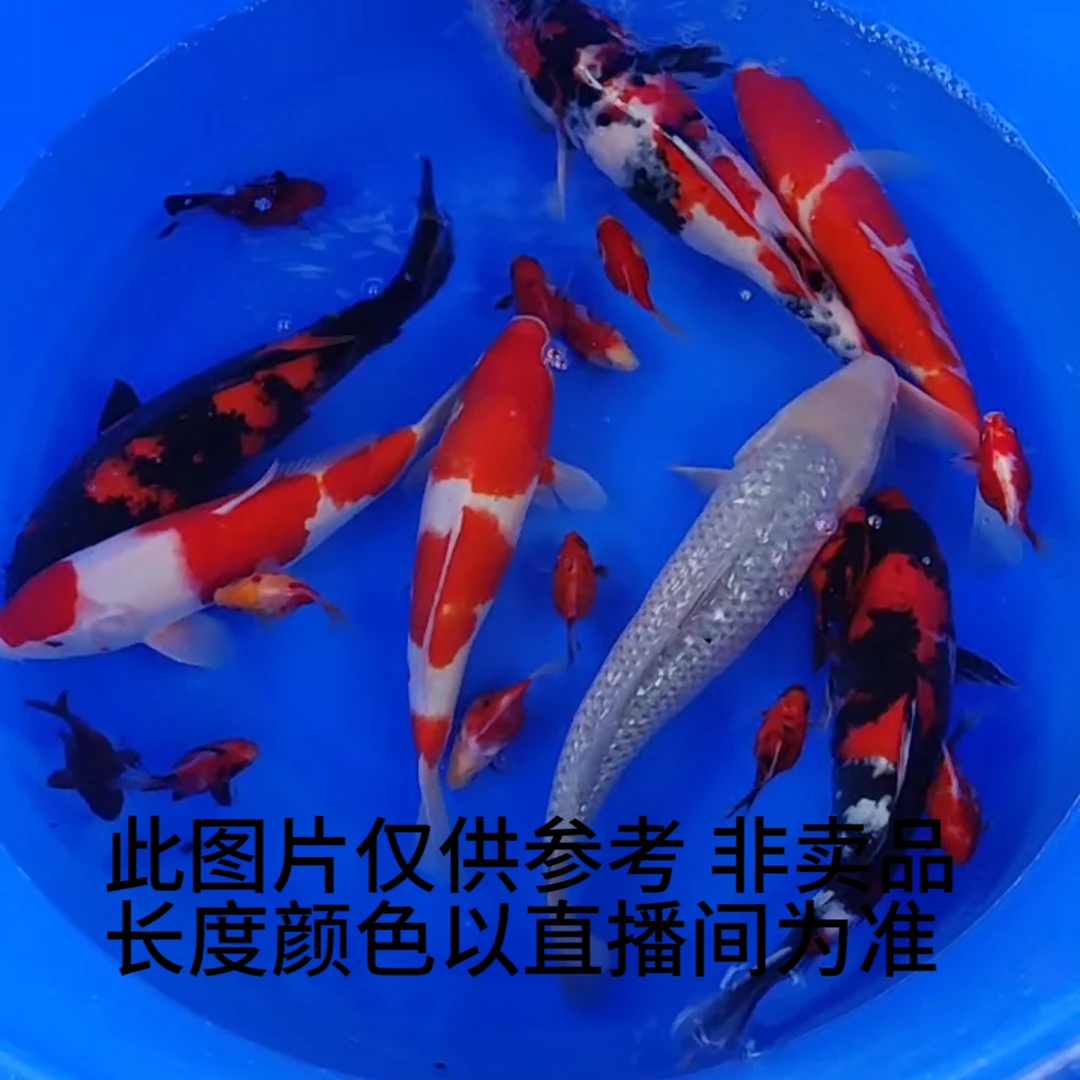 天瑞锦鲤 锦鲤直播链接瞎拍不发 开衩掉鳞正常现象不售后