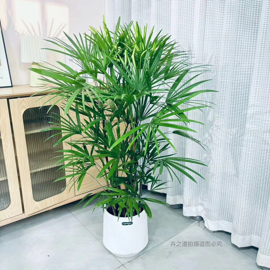1细叶棕竹金山棕室内植物客厅落地植物办公室盆栽耐寒绿植