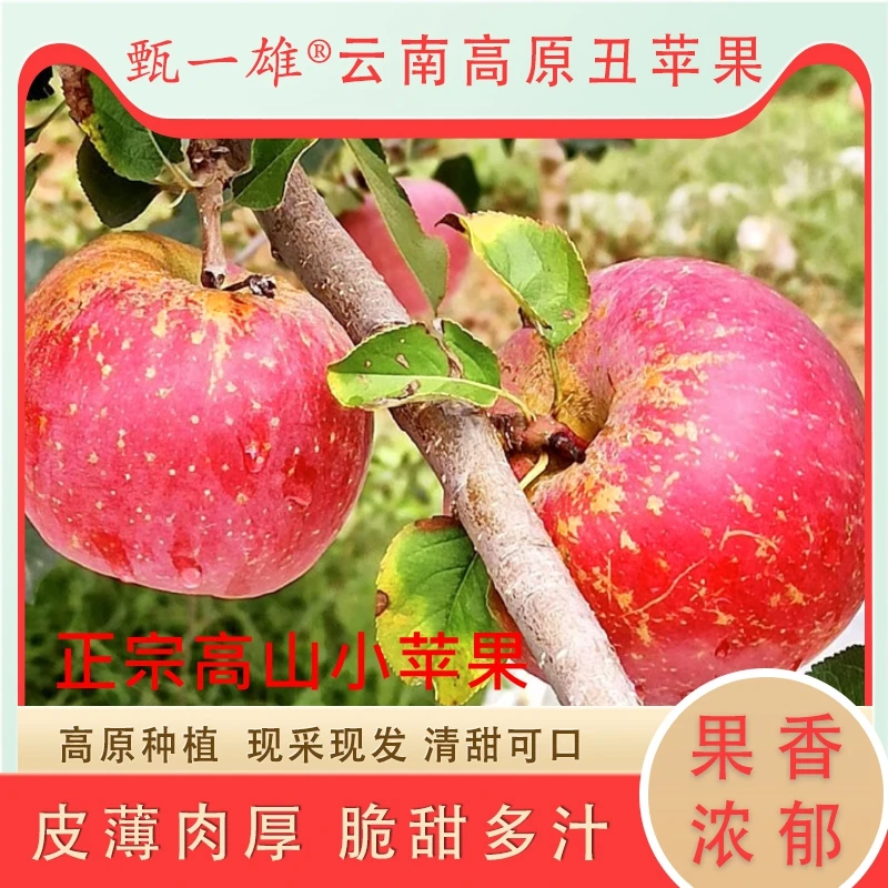 正宗云南高原丑苹果冰糖心苹新鲜现采精选味道脆甜小苹果2斤5斤