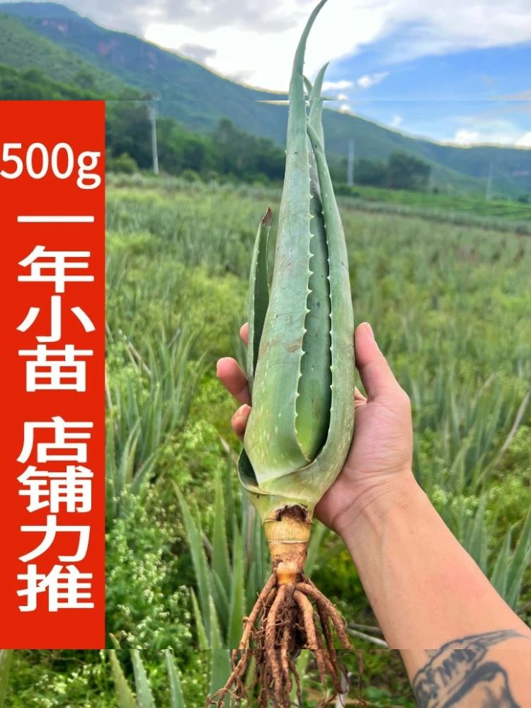 【云南花卉】库拉索灌肤专用可食用养胃补水植物盆栽基地发货包邮