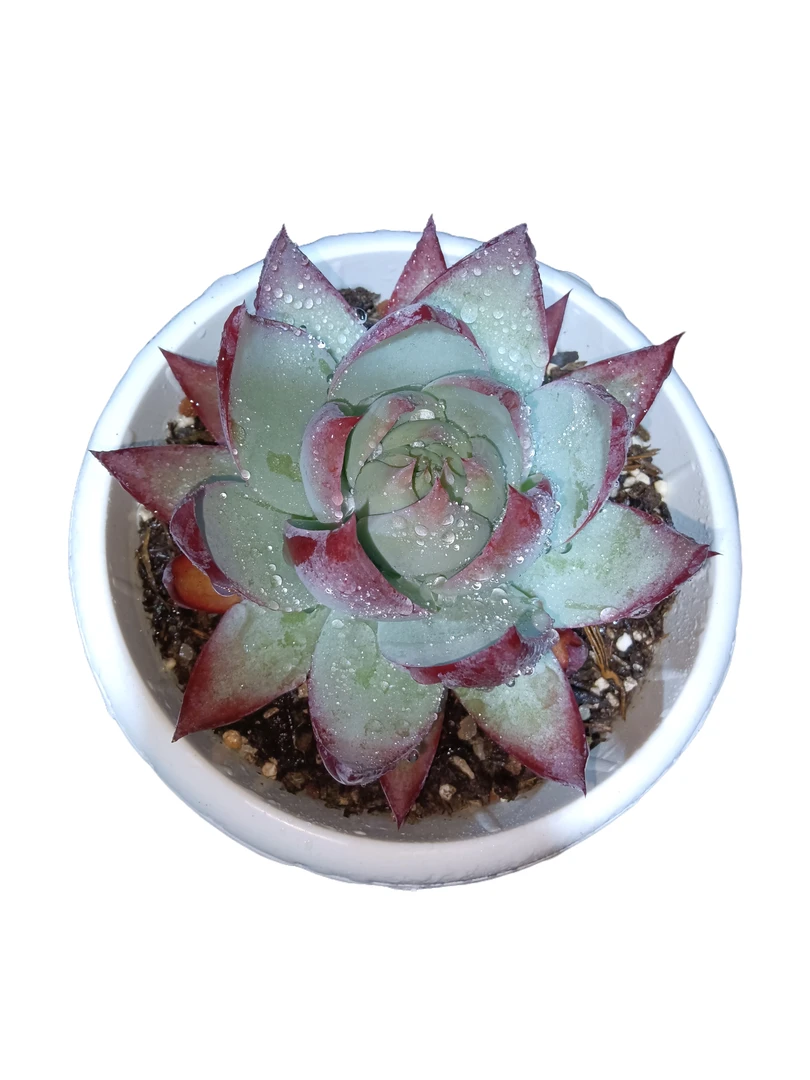 大惊鸿仙子 基地直销小植物 满18包邮