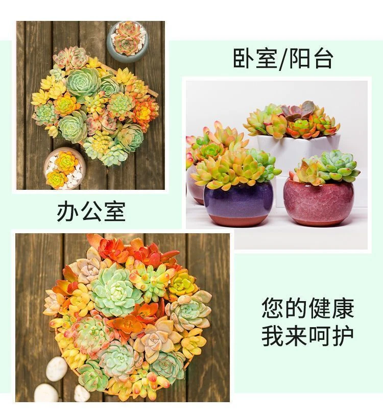侧影 基地直销小植物 满18包邮