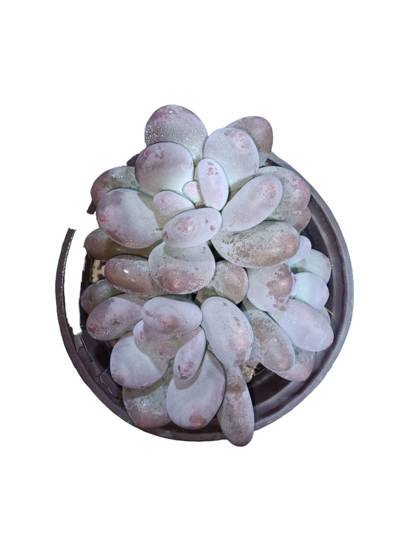 原始奶 基地直销小植物 满18包邮