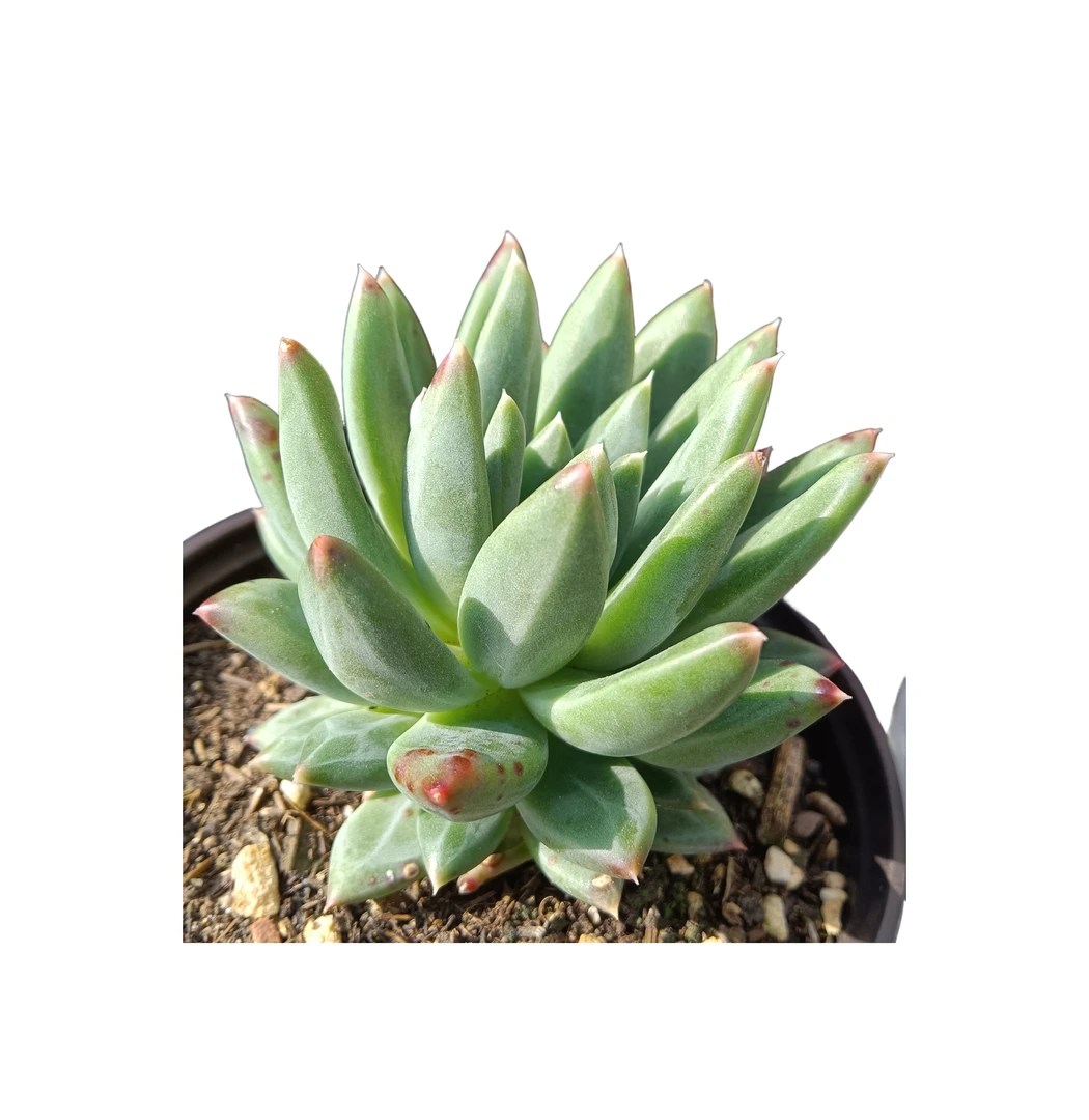 甲骨文 基地直销小植物 满18包邮