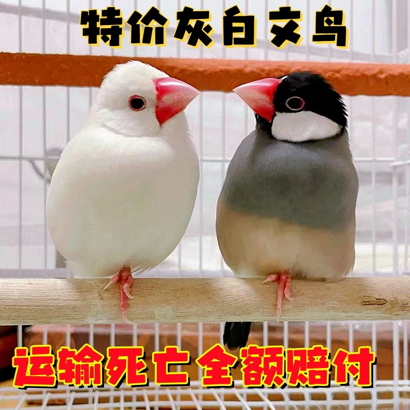 灰白文鸟活物七彩文鸟灰白鹦鹉珍珠鸟活鸟萌宠物鸟一对小手养鸟