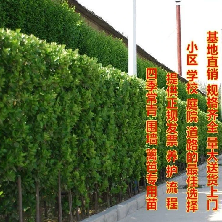 北海道黄杨苗绿化苗木冬青苗四季常青庭院篱笆围墙绿化大叶黄杨树