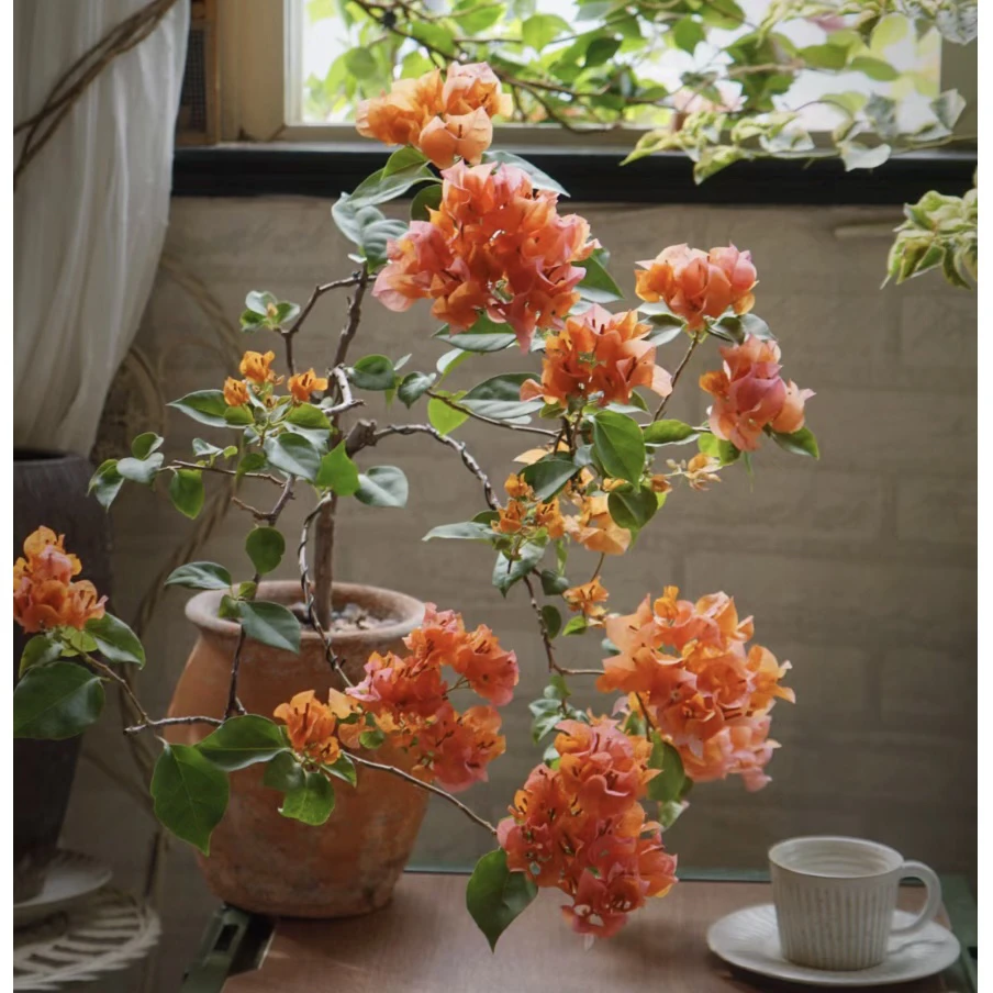 【爱马仕橙•绿叶橙】三角梅花园植物可爬藤地栽四季开花原盆带花苞