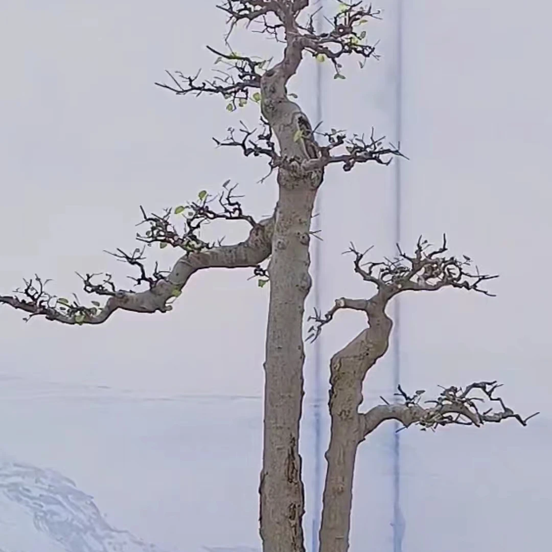 金弹子,一物一拍