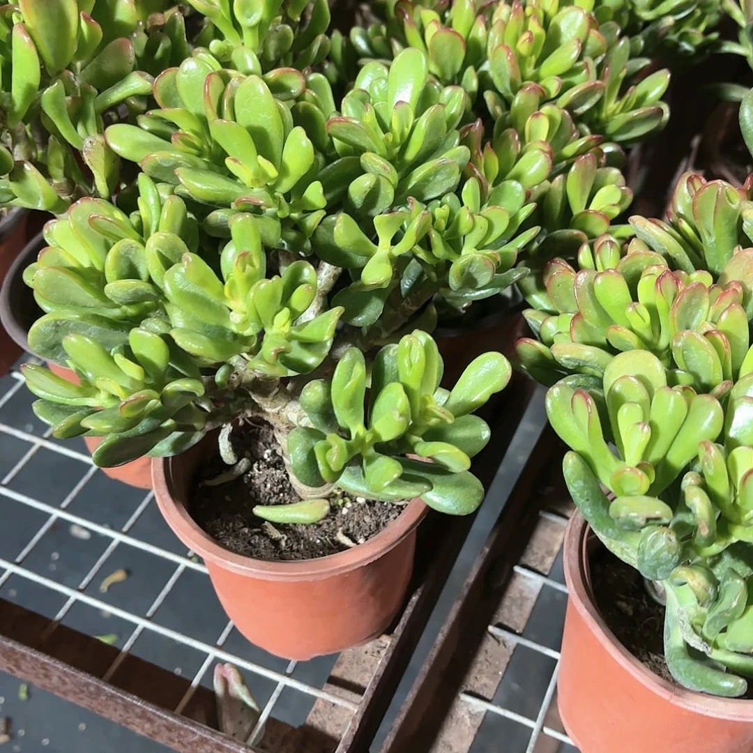 招财猫多肉11㎝盆特价