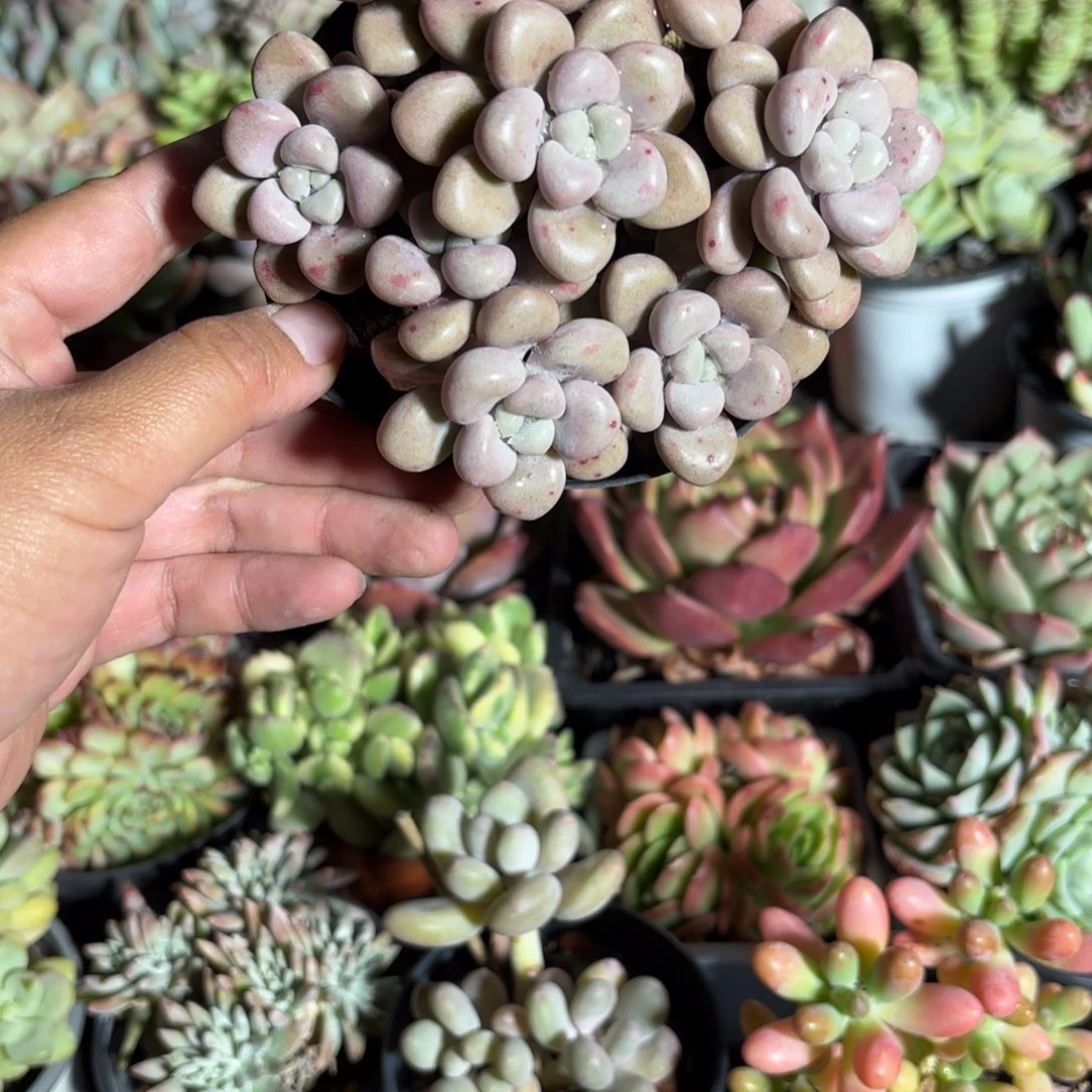 丸叶艾伦多肉整群11㎝盆特价