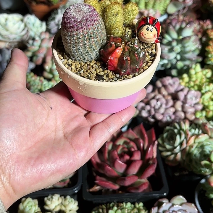 仙人球拼盘9㎝盆粉色