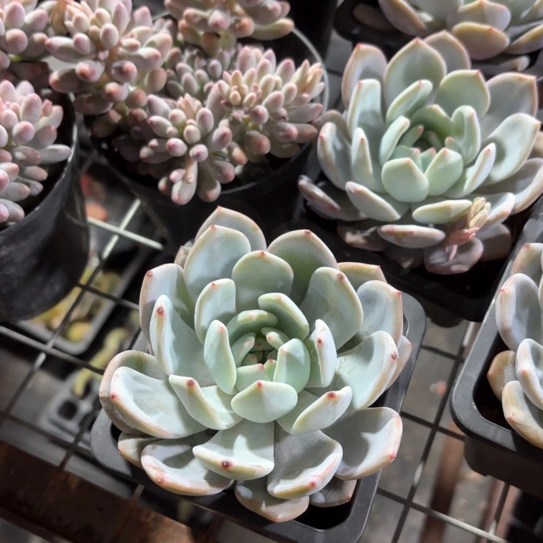 橙梦露多肉10㎝盆特价