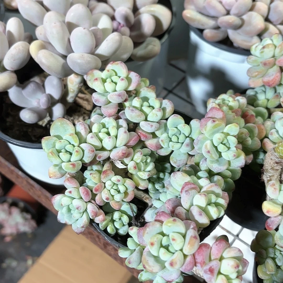 劳尔多肉整群11㎝盆