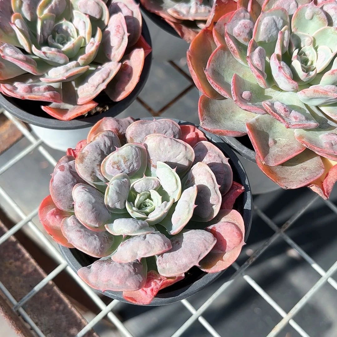 雨滴多肉单头9㎝盆特价