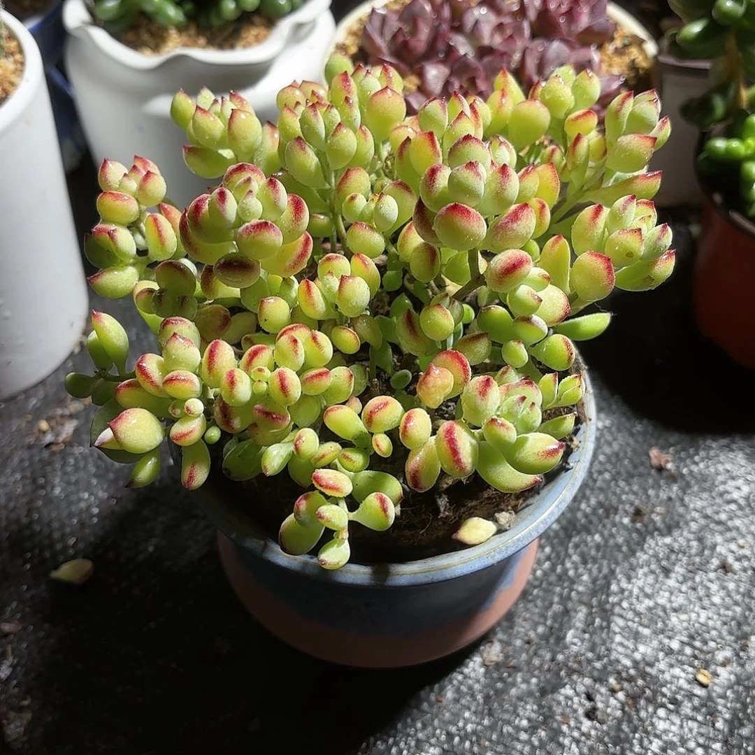 达摩福娘➕花盆多肉