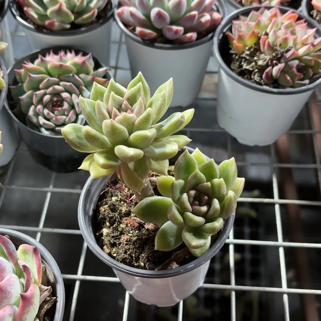 慧**天璀璨多肉9㎝盆双头