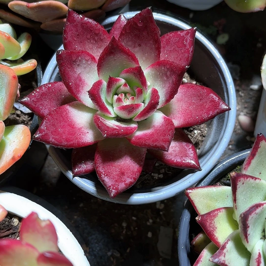 罗卡多肉11㎝盆单头