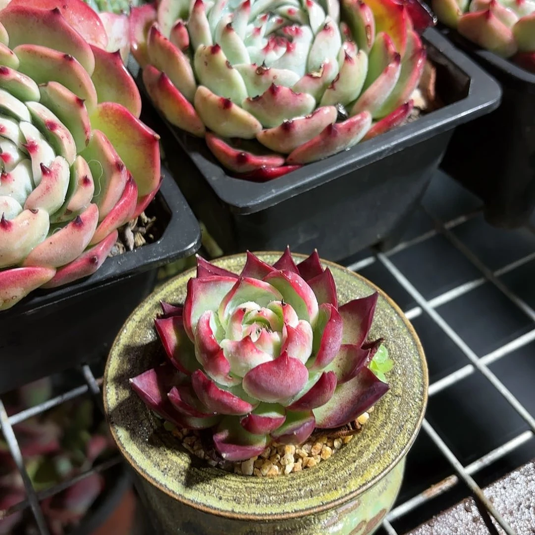 惊鸿仙子多肉咖色圆盆