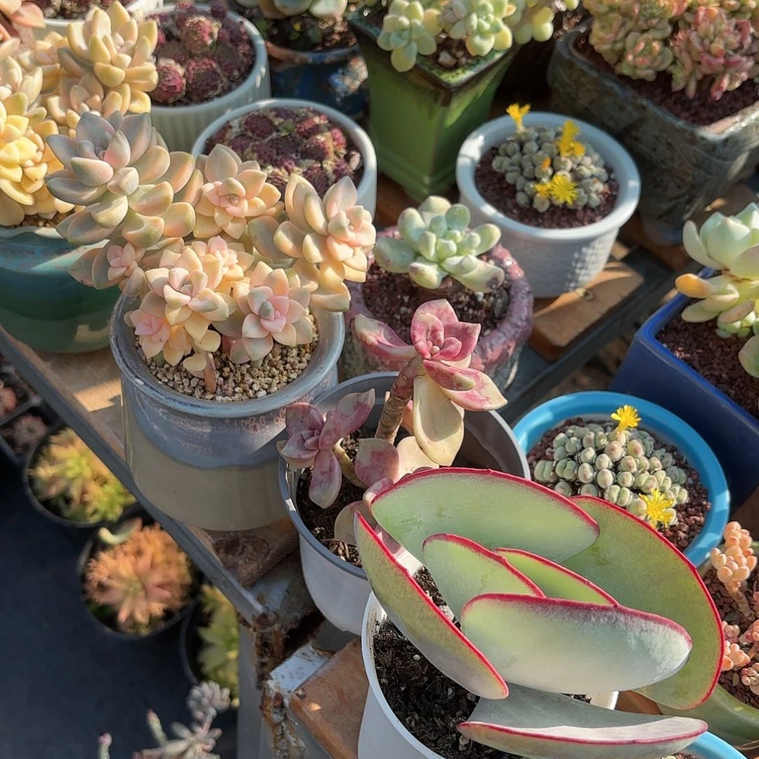 美杏锦➕白眉➕鹅肝3盆一组特价