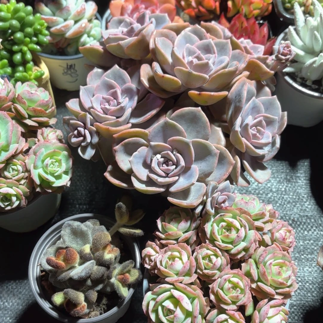 彩虹糖➕泰迪熊➕克罗地亚3盆一组特价