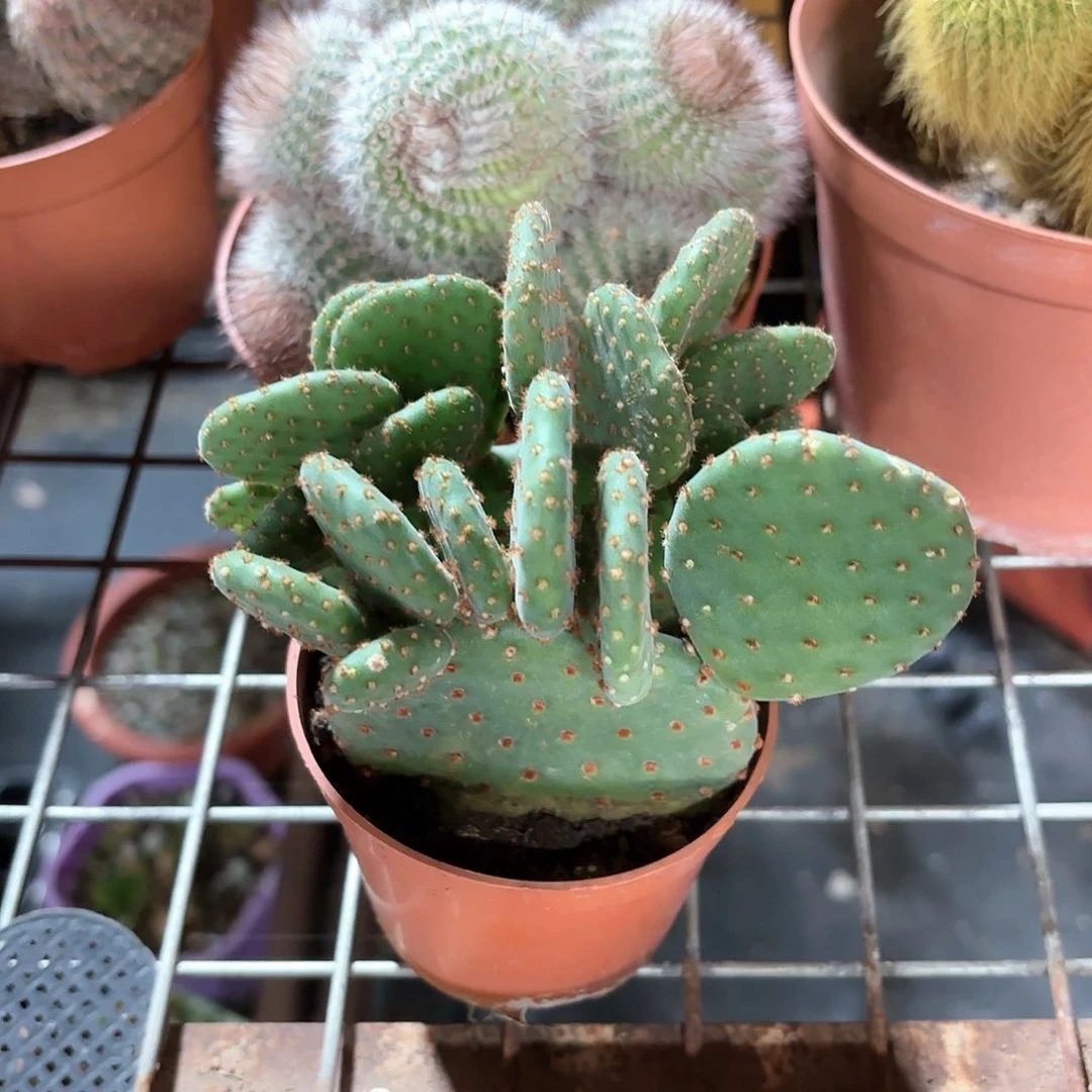 红太古仙人掌11㎝盆