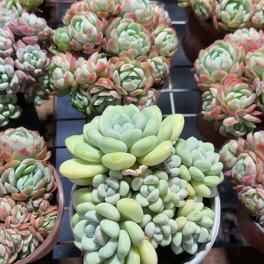 贝瑞➕泡泡糖多肉2盆一组优惠5