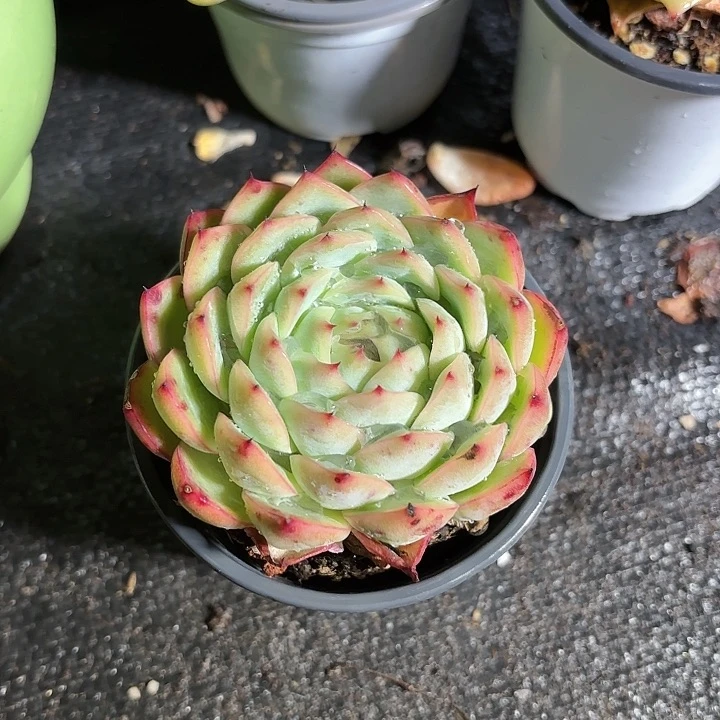 容粉水晶多肉9㎝盆优惠5