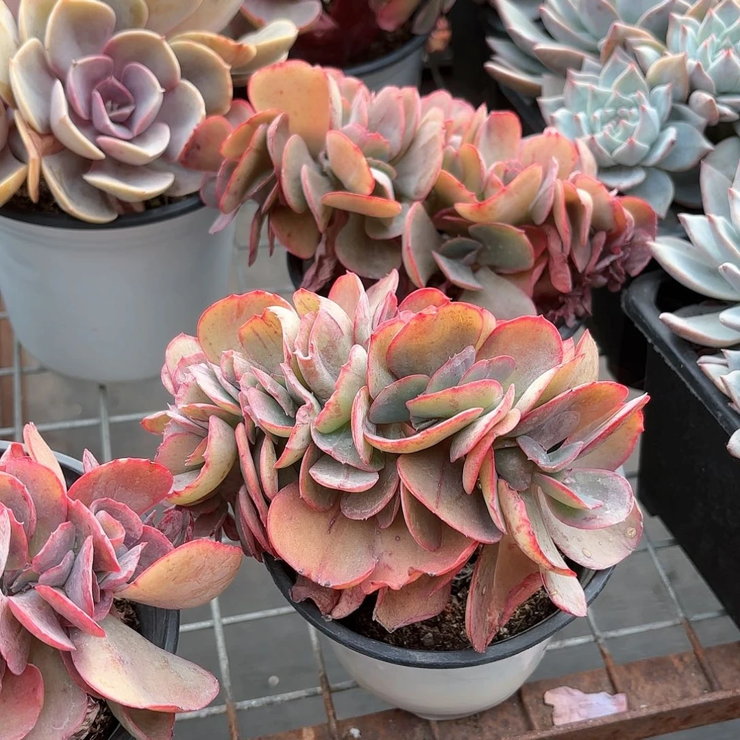 芭比娃娃多肉缀化11㎝盆