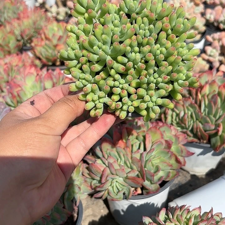 果冻乙女心多肉10㎝盆新手福利