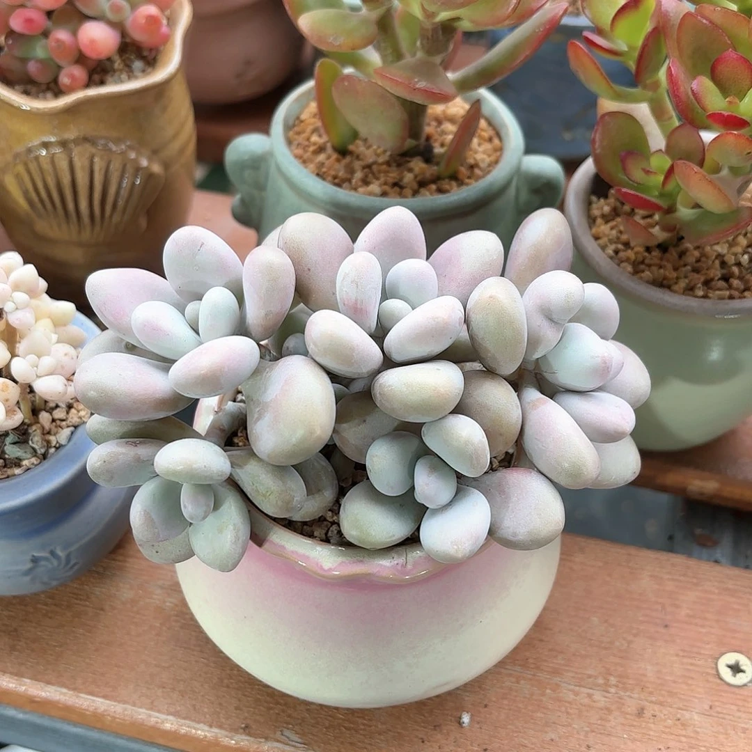桃蛋多肉粉色圆盆
