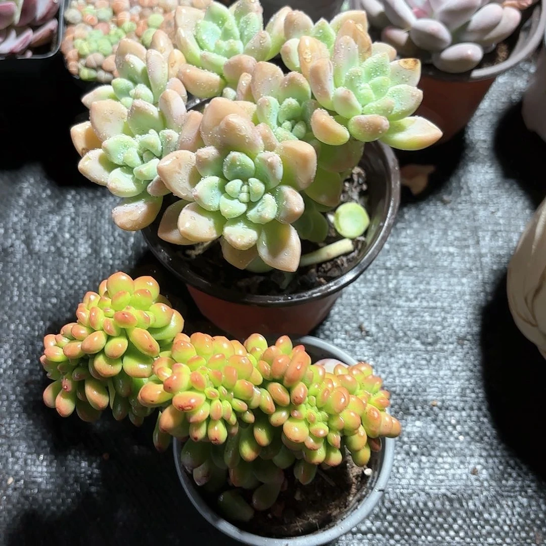 奶酪蛋糕➕丸叶松绿缀化2盆一组优惠5