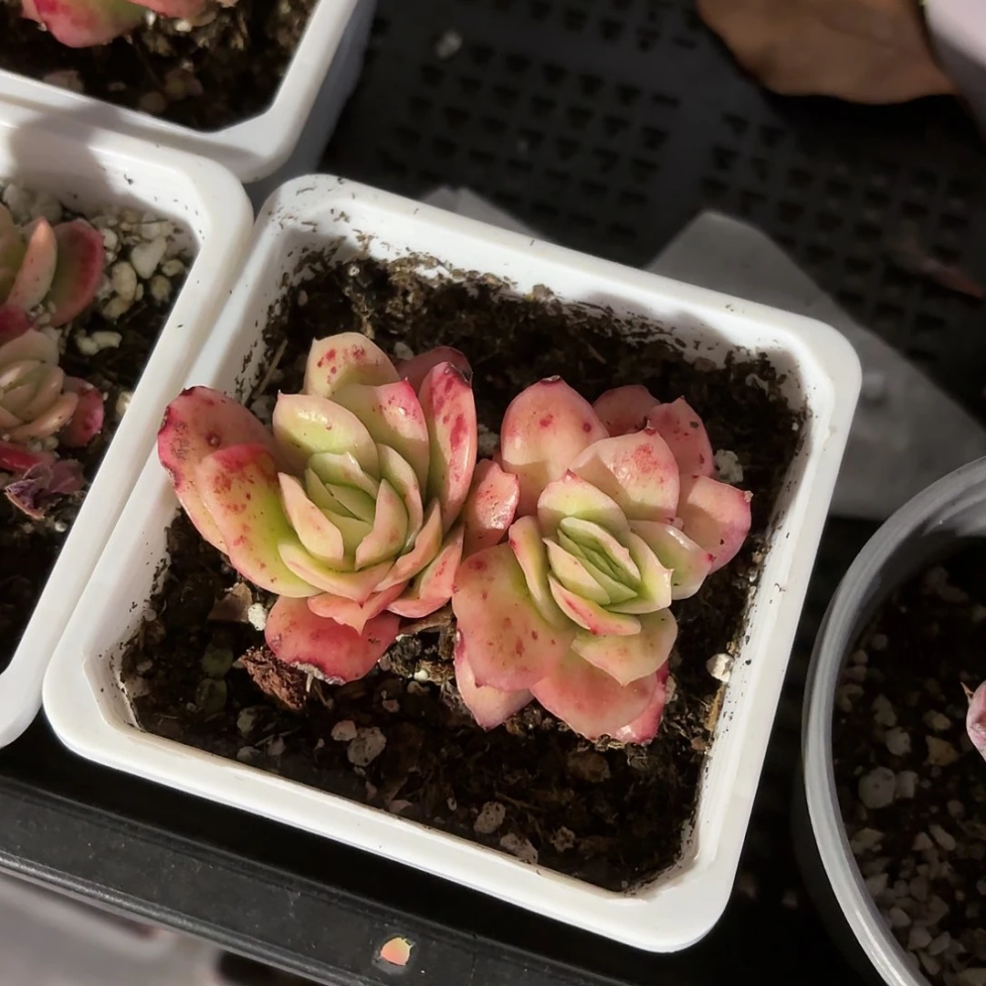 冰玫瑰锦多肉9㎝盆特价