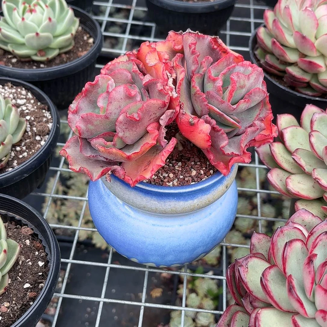 晶女王花笠多肉蓝色葫芦盆