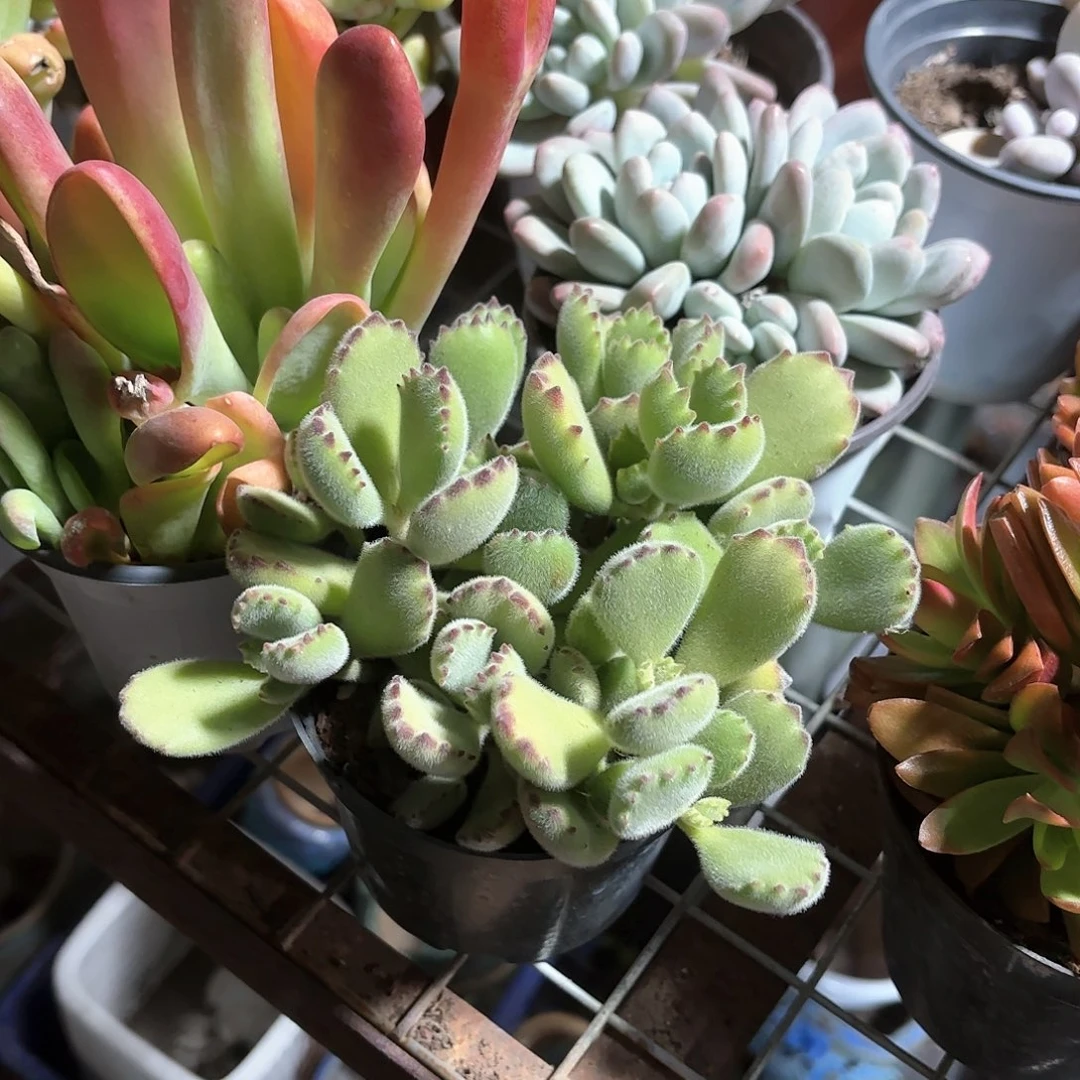 熊童子多肉11㎝盆散群特价