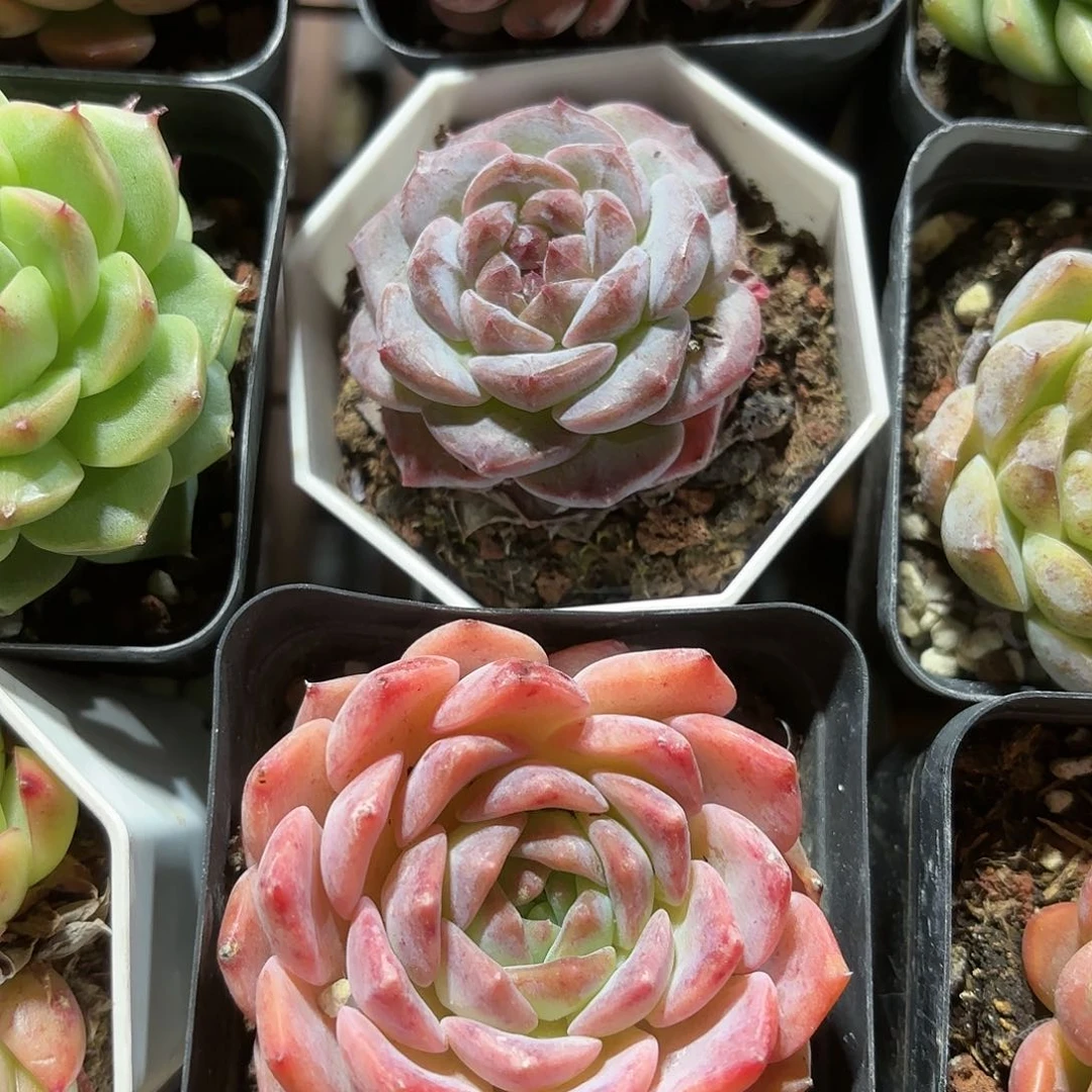 喜****p女王麦秆多肉杂交2盆一组