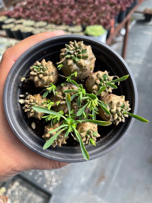 峨眉山多肉整群小颗9㎝盆  只发新疆 一单包邮
