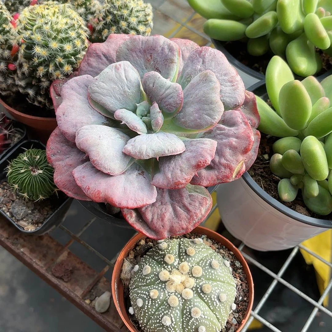 心之悦➕超兜2盆一组优惠5