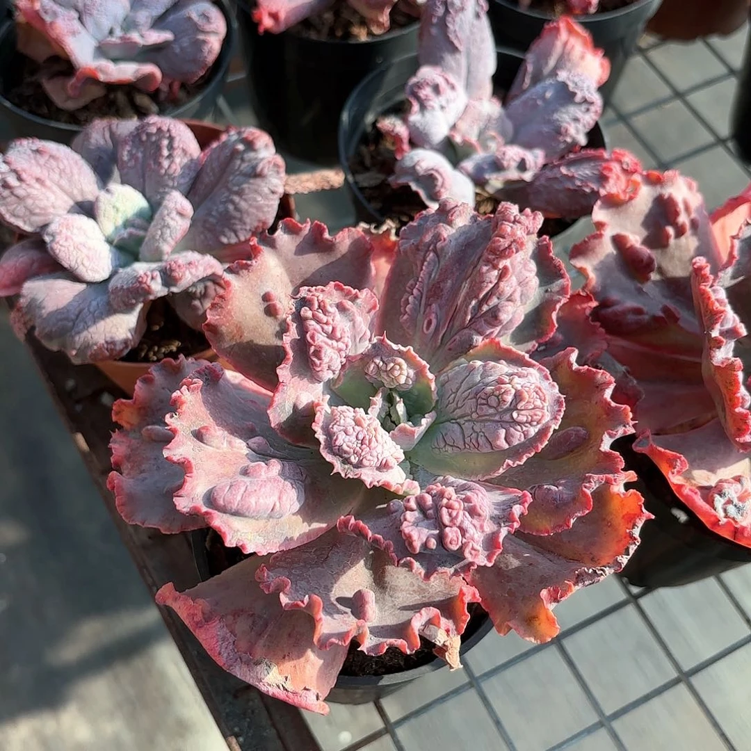 嘉年华多肉11㎝盆