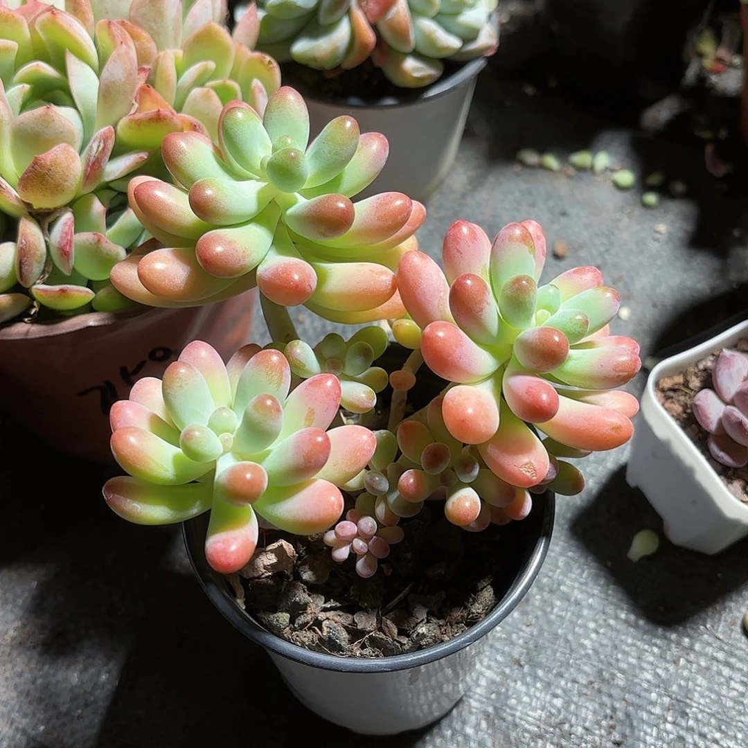 胖大星多肉9㎝盆整群