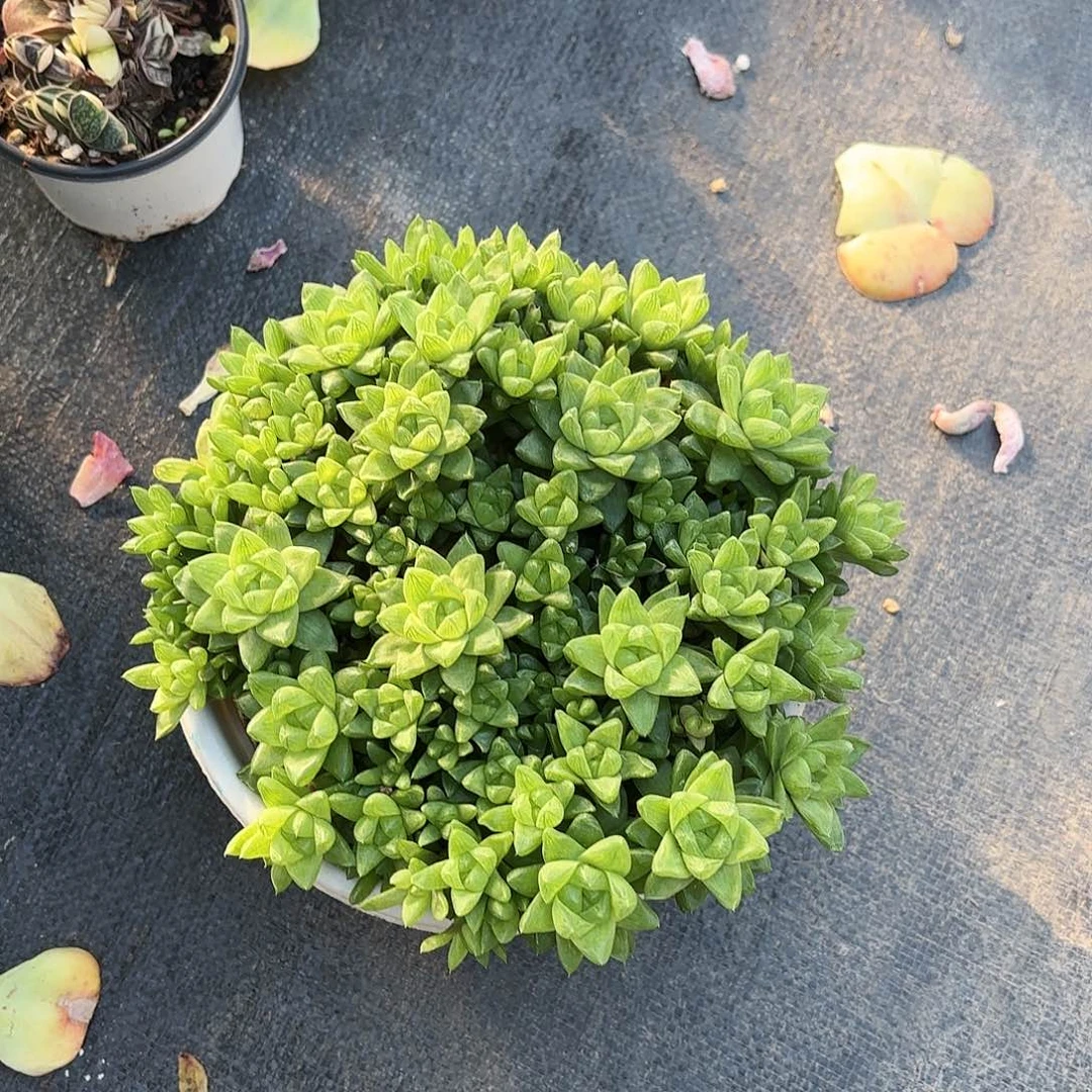 草玉露多肉15㎝盆