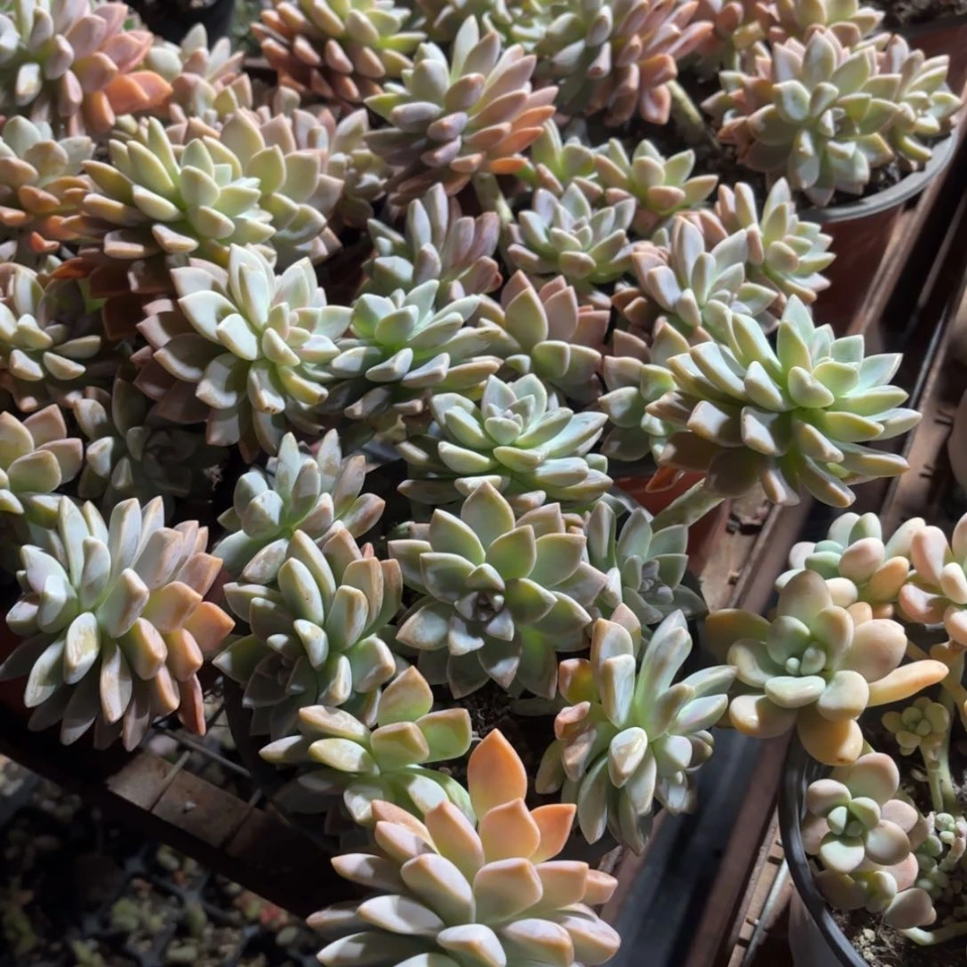 淡雪多肉整群15㎝盆