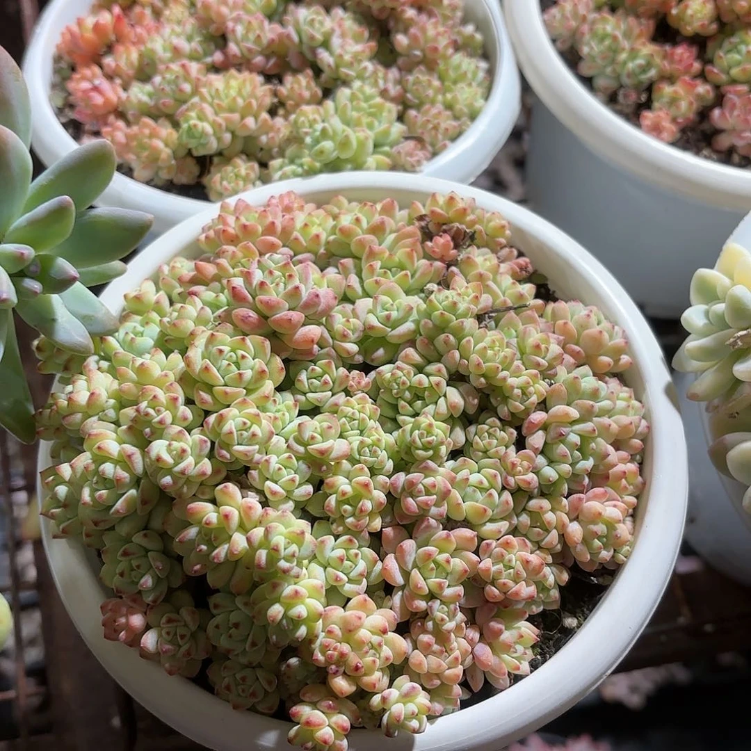 焦糖精灵多肉15㎝盆